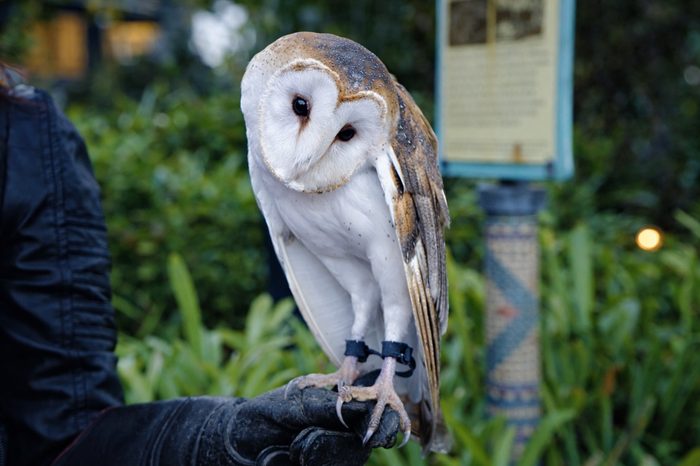 A barn owl from Flamingo Gardens' wildlife sanctuary at the benefit